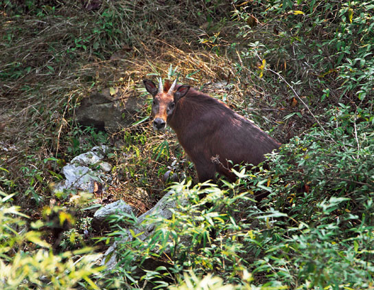 The rare and Near Threatened population of the serow faces a deadly threat in the form of Sarcoptic mange disease in the Kedarnath region.