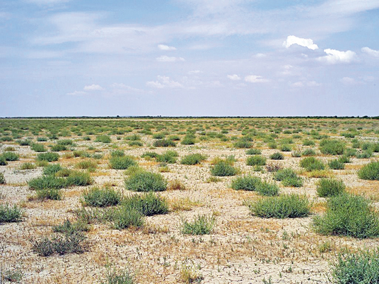 Contiguous stretches of Banni grasslands of Kutchh have been severely impacted by &acirc;modern' agricultural practices, while the unique montane grasslands, called sholas, of the Western Ghats are being fragmented.