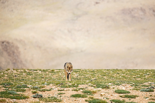 The migration of shepherds with their livestock in search of the seasonal pastures increases conflict with native wild-herbivores such as the ibex, whose populations are adversely affected. This, in turn, alters the natural behaviour and survival of predators such as the snow leopard and the wolf.