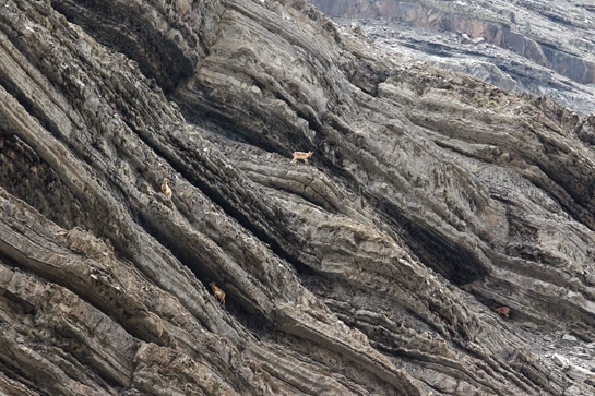 Seen here under rocky overhangs, East Caucasian or the Daghestan tur does not tolerate human presence even at 1,000 m. in its mountain habitat.