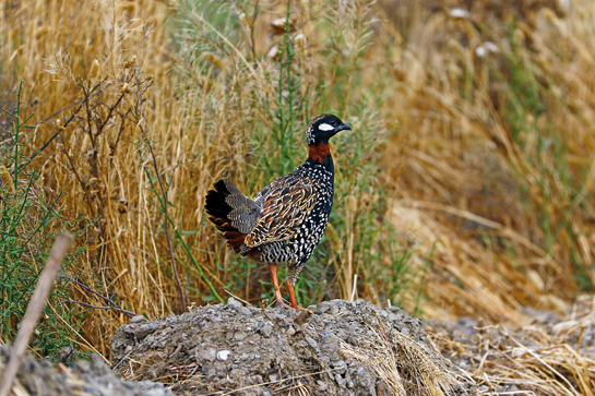 The black face, white patch below the eye, chestnut collar and black chest give the male Black Francolin, introduced to the Caucasus, its distinctive appearance.