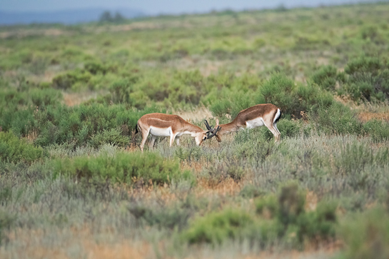 A pair of male goitered gazelle spar in the vast expanse of the Caucasus picturesque mountain range, where European and Asiatic flora and fauna converge.