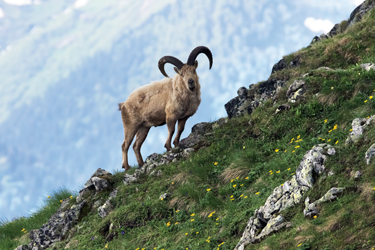 Straddling the boundaries of Russia and Azerbaijan, the Caucasus is the only mountain range in the world, which holds two species of ibex, the Kuban tur of Russia (seen here) and the Daghestan tur of Azerbaijan.
