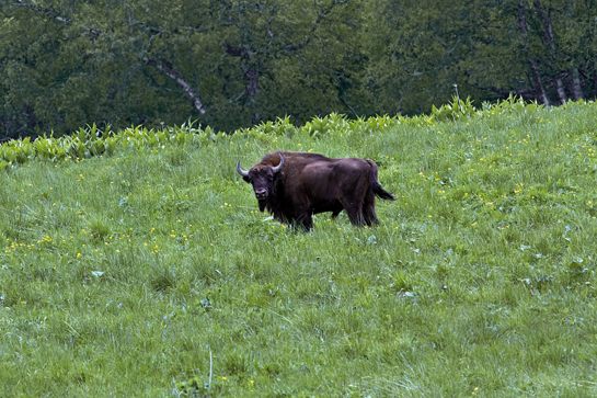 The bison found in the Caucasus today are the progeny of a selective interbreeding programme undertaken after the last specimens in the wild became extinct in 1927.