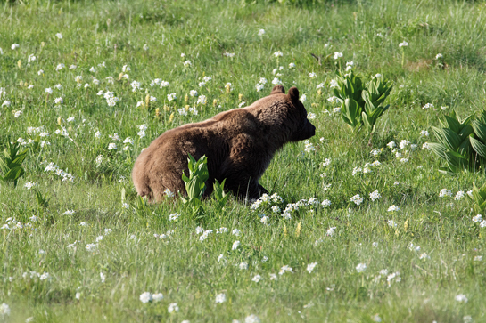 Brown bears in Caucasus appear to be smaller than their Himalayan and Kamchatkan cousins, especially the latter, which are the largest brown bears in Eurasia.