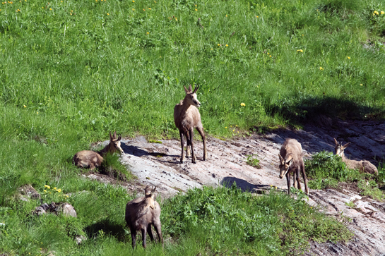 Caucasian chamois have longer horns and a lighter pelage than their European counterparts, but both share an affinity for rocky habitats.