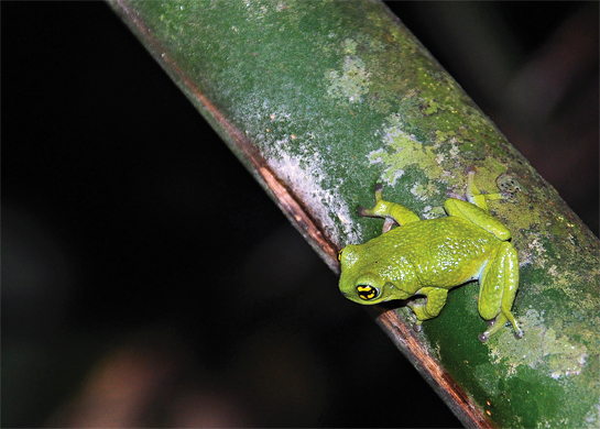 The white-spotted bush frog seen just before it squeezed into the slit on a bamboo clump. The frog is roughly half the size of our thumb.