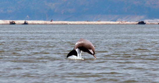 The dredging, damming and straightening of rivers that will be allowed under the National Waterways Act, 2016, jeopardises the future of the endangered Gangetic dolphin and other riverine species.