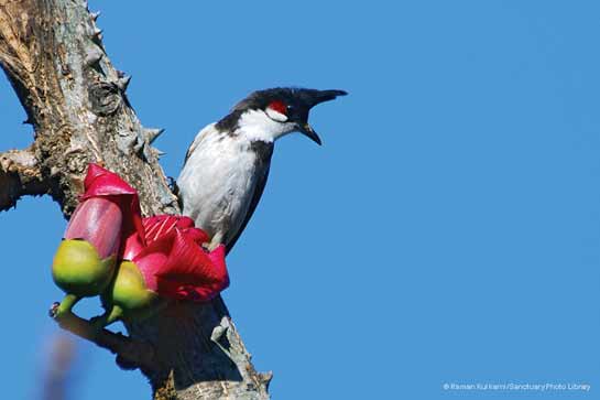 Red-whiskered Bulbul