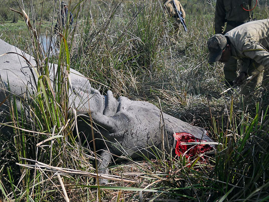 Rhinos not only use their horns for self-defence, but to guide their young and to attract mates. Cutting off a rhino's horn hence invariably causes its death.