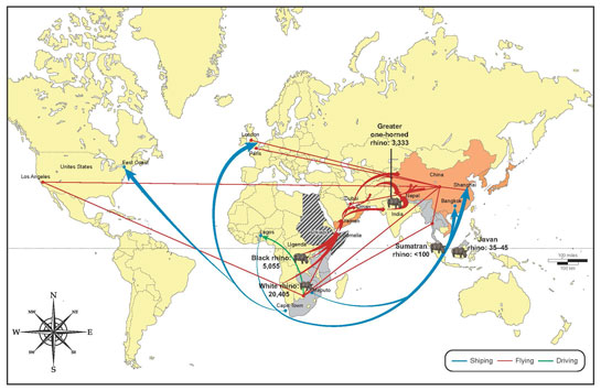 Tracking the rhino horn trade: Smuggling methods and routes are illustrated by different-coloured lines. The chain of supply and demand is indicated by arrows. Rhino species and population numbers are positioned according to their location in the wild.
