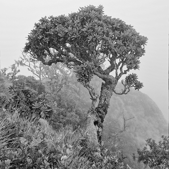 The Rhododendron arboreum is a classic montane grasslands species and one of the only trees that is found amidst montane (above 1,800 m.) grasslands. Its thick bark helps it resist fires - a feature of the shola/grasslands that is not yet fully understood. The species illustrates important biogeographical links with the Himalaya (where it has ancestral cousins) and Sri Lanka's Central Highlands (where the same species is found).