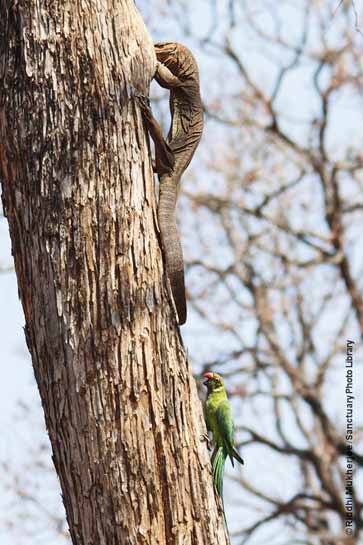 Bengal monitor lizard and Rose-ringed Parakeet Bengal monitor lizard and Rose-ringed Parakeet
