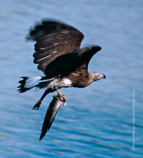 Grey-Headed Fish Eagle