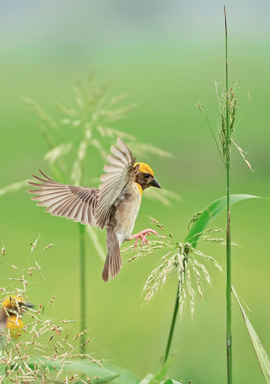 Much of the verdant tracts the author traversed were found to be under pressure from cultivation and habitation. The Baya Weaver (above) was sighted among a group of Streaked Weavers in the Kalrayan Hills. Much of the verdant tracts the author traversed were found to be under pressure from cultivation and habitation. The Baya Weaver (above) was sighted among a group of Streaked Weavers in the Kalrayan Hills.