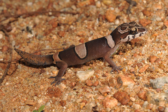 The Rishi Valley geckoella has a highly restricted distribution, limited to the hills around Rishi Valley, Andhra Pradesh.