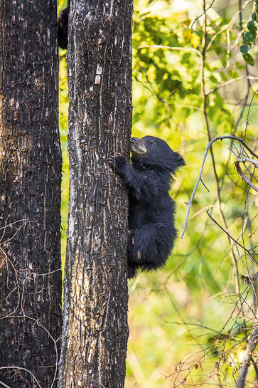 A sloth bear cub attempts to scale a tree . Sloth bear cubs stay with their mothers for up to 24-36 months. A sloth bear cub attempts to scale a tree . Sloth bear cubs stay with their mothers for up to 24-36 months.