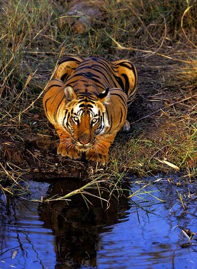 Tigers love water. It is not surprising then, that protecting tiger habitats is tantamount to protecting our freshwater reserves, to sustain human life on Earth. Tigers love water. It is not surprising then, that protecting tiger habitats is tantamount to protecting our freshwater reserves, to sustain human life on Earth.