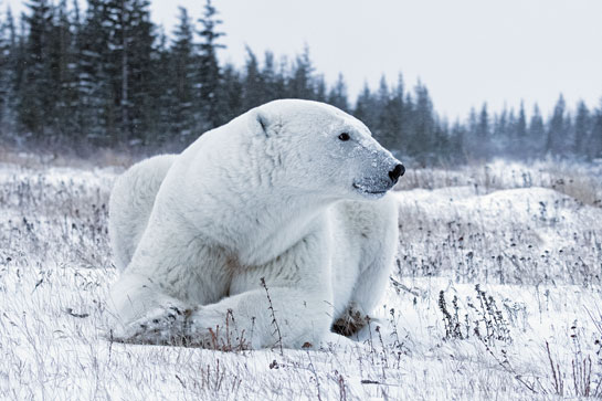 &acirc;Sumo', the 550 kg. polar bear identified by the scars on its body, was the one the author had the privilege to see upclose on foot in the presence of expert guides.