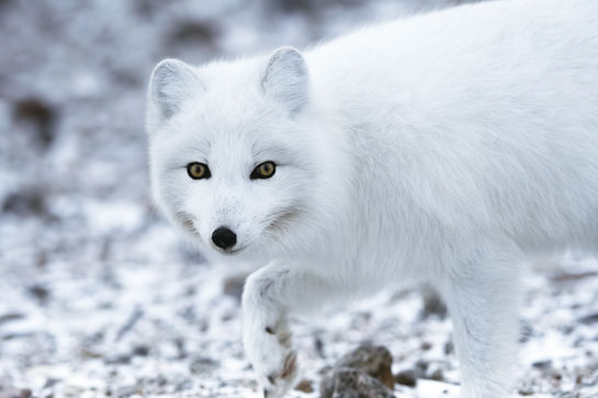 A nimble-footed Arctic fox makes its way around mounds of ice.