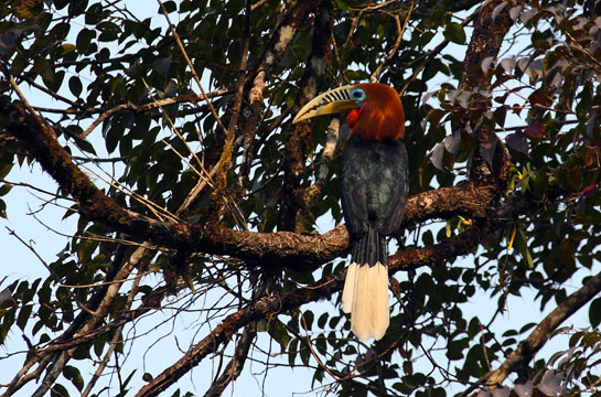 A Rufous-necked hornbill in Pakke.