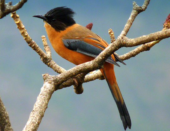 The Rufous Sibia is found in the northern parts of the Indian subcontinent, ranging across India, Nepal and Bhutan.