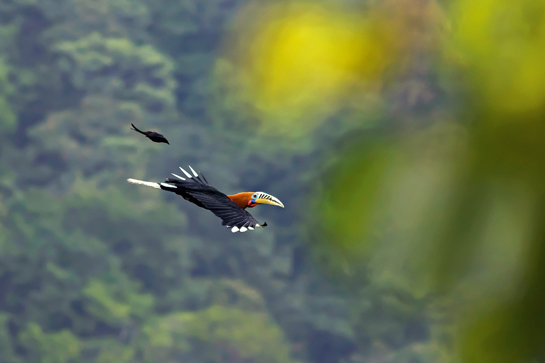 Rufous-necked Hornbill