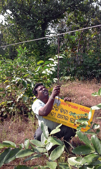 This 11 KV power line in the Rambhadevi forest of the Deogarh district was strung so low that the person in the picture had to squat on his haunches to pass under it. For an elephant, the feat would be impossible. This 11 KV power line in the Rambhadevi forest of the Deogarh district was strung so low that the person in the picture had to squat on his haunches to pass under it. For an elephant, the feat would be impossible.