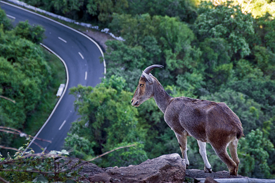 A Nilgiri tahr in Valparai. Grasslands that provides vital shelter and nutrition to them have been dwindling rapidly over the years. Moreover, roads cutting through their habitats and corridors, coupled with tourists that harass them have further adversely affected their population.