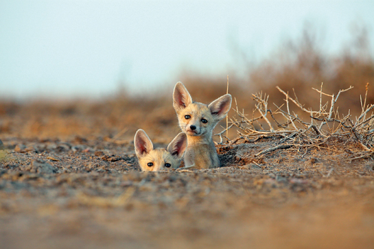 Off-roading vehicles can cause irrversible damage to natural habitats including trampling vegetation, pollution and disturbance to wildlife such as the desert fox in Kutchh. 