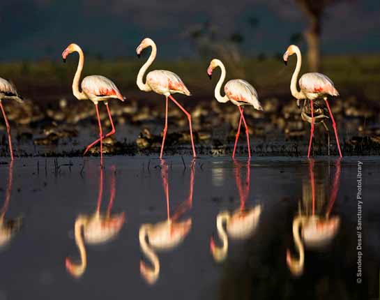 Greater Flamingos