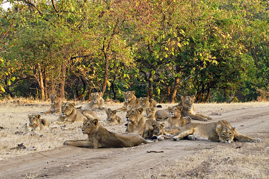 Lion populations have risen dramatically and the cats now occupy new territories far beyond Gir's boundary. Their range has been extended from the original 1,450 sq. km. to over 10,000 sq. km. today.