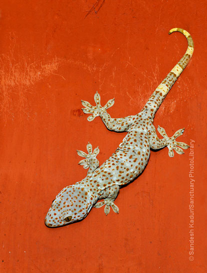 Tokay Gecko Tokay Gecko