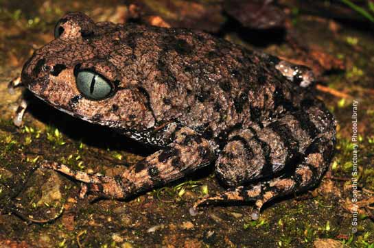 Bompu Litter Frog