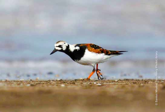 Ruddy Turnstone