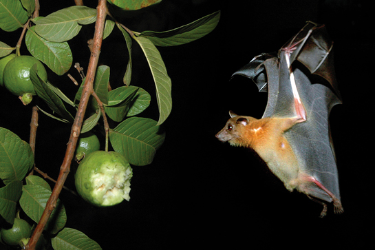 Greater short-nosed fruit bat