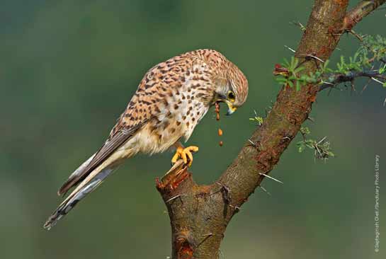Common Kestrel