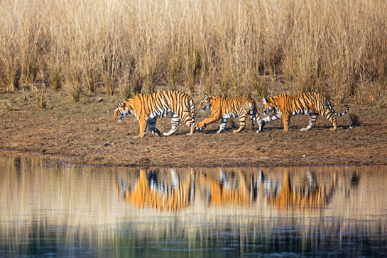 In Ranthambhore, a tigress leads her cubs to water. The national park was historically contiguous to other PAs within the Western India Tiger Landscape, but today, fragmentation and degradation have drastically severed the connectivity of corridors, which nevertheless continue to hold great potential to allow the movement of tigers looking for territories away from natal areas.