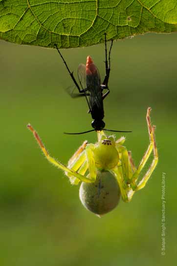 Spider Wasp Spider Wasp