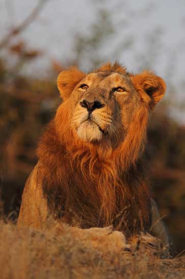 Are the lion and cheetah indigenous to India as has always been believed, or could they have been imported into the subcontinent by royalty to cater to their taste for 'sport'?