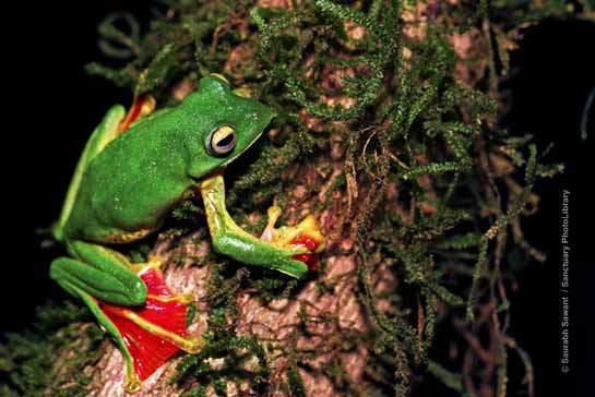 Malabar Gliding Frog