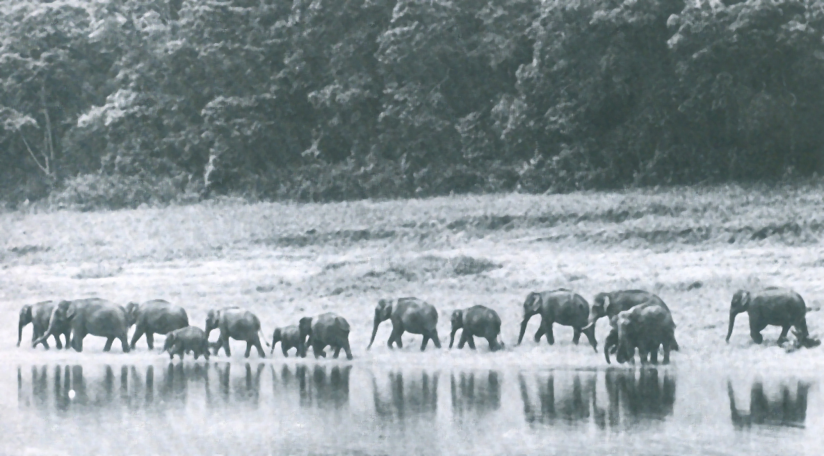 A herd sauntering along the Periyar lake, Elephant habitats are in dire need of protection.