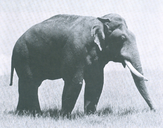 A grand old tusker from Periyar, Kerala, a true Koomeriah about 55 years old, with massive tusks and pink flecking on the face, ears and trunk. Note bullet wound on foreleg, forming a tumour.