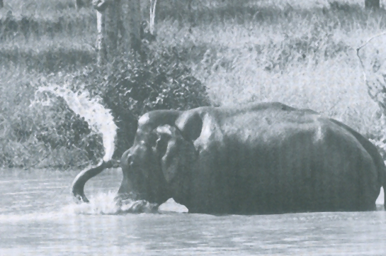 Tusker in musth banging his tusks down on the water, an action that relieves the congestion of the musth gland.
