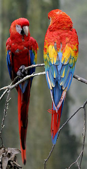 Scarlet Macaw