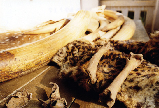 An exhaustive six-week investigation conducted by IFAW in 2014 revealed over 33,000 endangered wildlife and wildlife products being offered for sale in 280 online sites across 16 countries.
