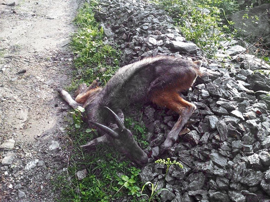 A serow that the author came across had died of the Sarcoptic mange disease.