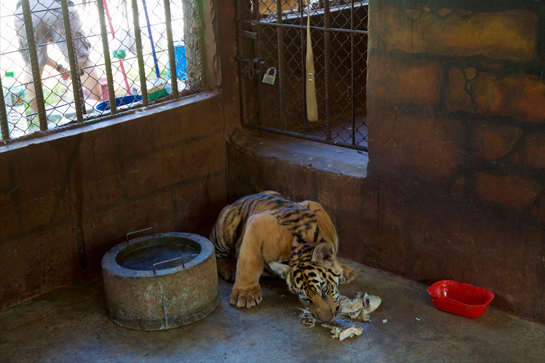Tigers at the Tiger Temple are allegedly subdued by keeping them in congested enclosures and inflicting ill treatment on them.