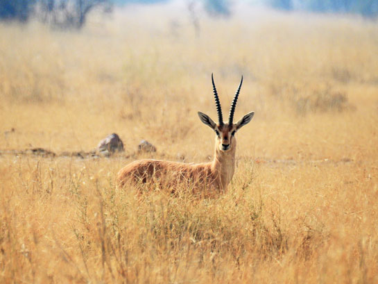 Often wrongly considered barren habitats, the desert ecosystem of the Thar harbours a stunning array of wildlife, including this chinkara for whom the harsh ecosystem has become a refuge offering sustenance.