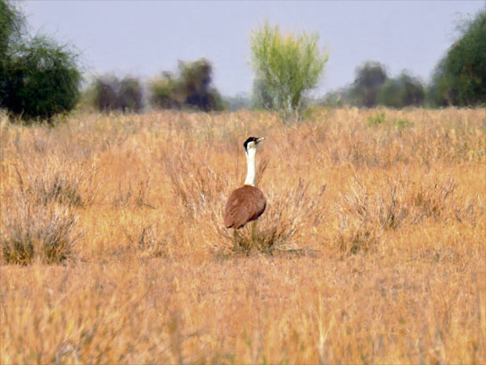 The critically-endangered Great Indian Bustard patrols its grassland lair in the Thar. The author was part of a key survey to gather data on the ecology of this vital habitat.